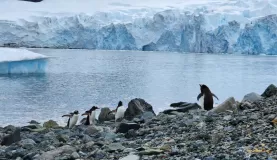 Penguins on the shore in Antarctica