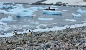 Landing on shore on an Antarctica cruise always seems to come with black and white greeters.