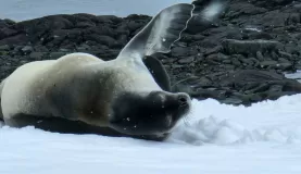 A fur seal lounging on the snow.