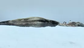 A weddell seal in Antarctica.