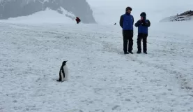 This is about the distance you typically stand from a penguin in Antarctica.