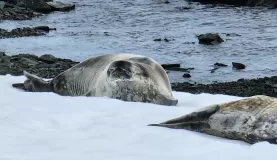 A weddell seal that seems to have suffered an injury.