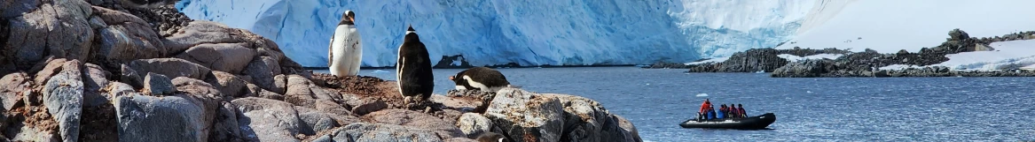 The lookout crew of penguins spotting our zodiacs arriving, Antarctica