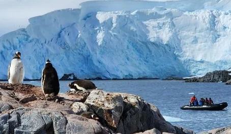 The lookout crew of penguins spotting our zodiacs arriving, Antarctica