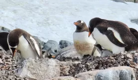 Baby penguins and their mamas at Jougla Point. They were so adorable.