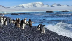 Penguins playing in the waves in the Weddell Sea.