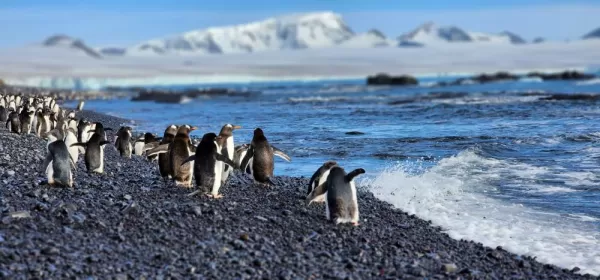 Penguins playing in the waves in the Weddell Sea.