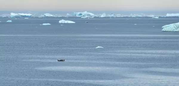 We spotted orcas twice on our Antarctica cruise in the Weddell Sea and near South Shetland Islands.