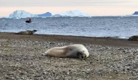 A seal at the Naze in Weddell Sea on James Ross Island.