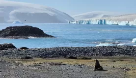 Seal posing for my shot of Brown Bluffs and the Weddell Sea.