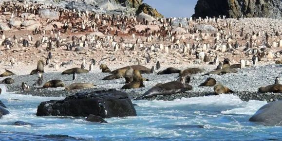 The wildlife was so abundant it was difficult to land.
