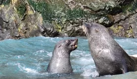 Fur seals frolicking in the water.