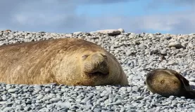 Sunbathing Elephant Seal in Antarctica.