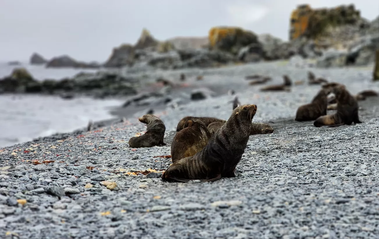 Fur seals galore to greet us at Half Moon Caye.