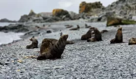 Fur seals galore to greet us at Half Moon Caye.