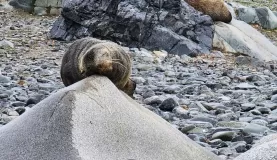 This fur seal found a great rock to sleep on.