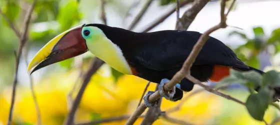 Costa Rica Toucan Bird