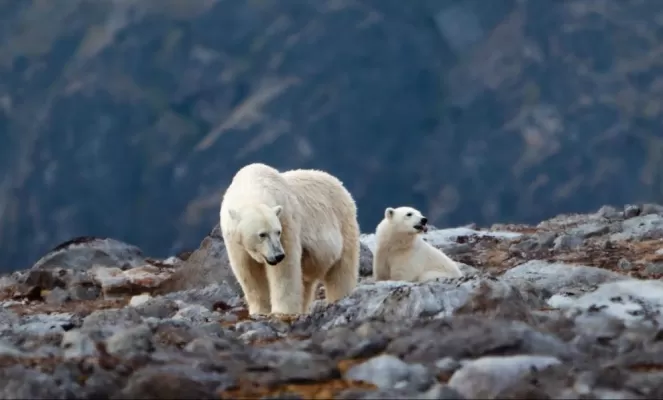 Polar Bears in Ytre Norskoya