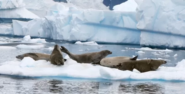 View an abundance of wildlife on your cruise to Antarctica