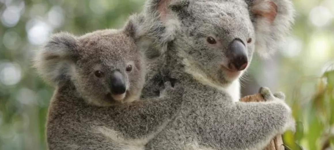 Enjoy the wildlife at the Billabong Sanctuary in Australia