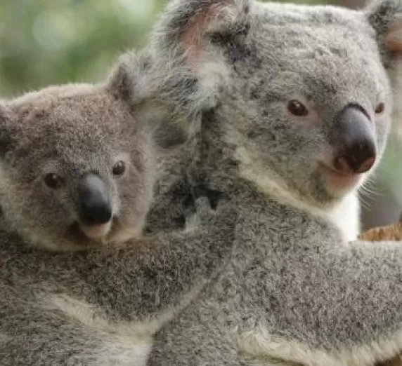 Enjoy the wildlife at the Billabong Sanctuary in Australia