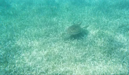 Sea Turtles! 