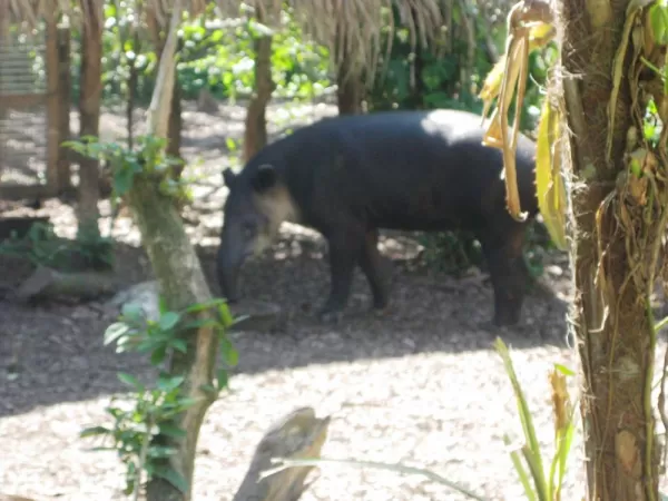 Tapir - Belize\'s national animal