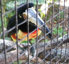 \"Pops\" the toucan