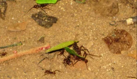 Leaf-cutter ants blazing their way across the jungle