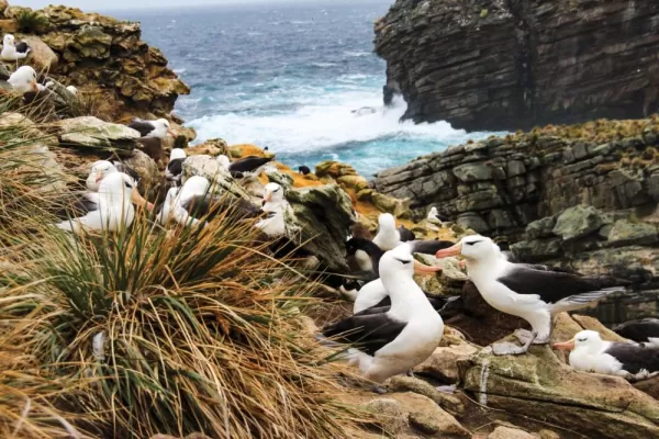 Albatross nest amid rolling hills in Falkland Islands