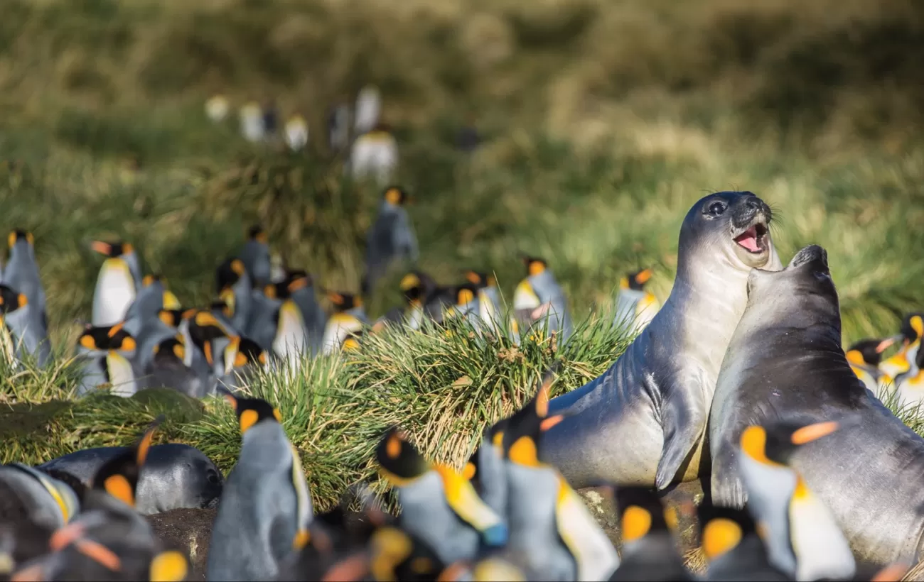 Elephant Seal Pups in South Georgia