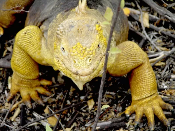 See an abundance of iguanas on your Galapagos tour