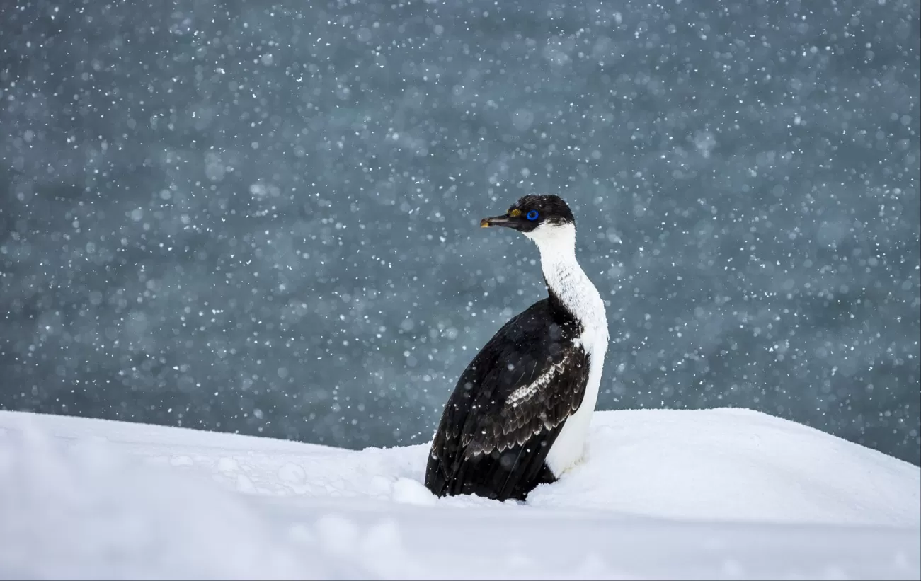 Blue Eyed Shag in Neko Harbor, Antarctic Peninsula