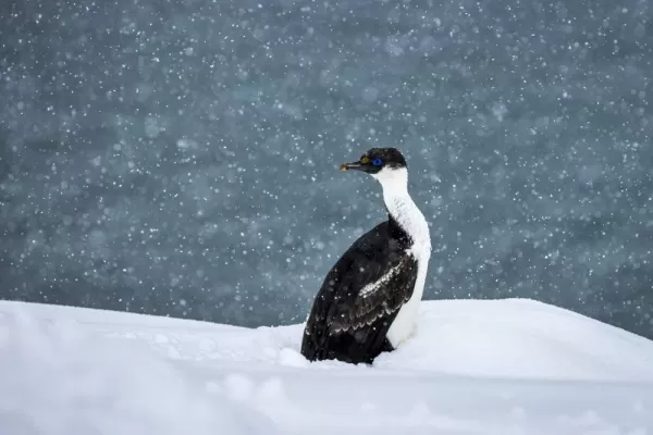 Blue Eyed Shag in Neko Harbor, Antarctic Peninsula