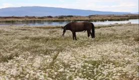 Horse near Torres del Paine