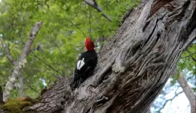 A woodpecker in Torres del Paine