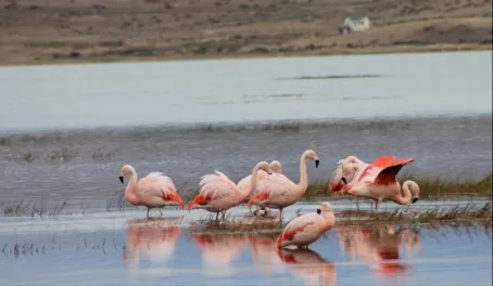 Flamingos in the marsh