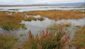 Wetlands of Torres del Paine