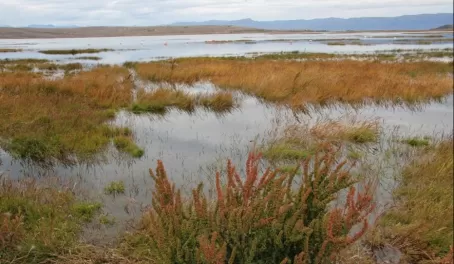 Wetlands of Torres del Paine