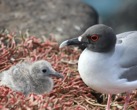 Swallow-tailed gull and baby chick - South Plaza Island, Galapagos, Ecuador