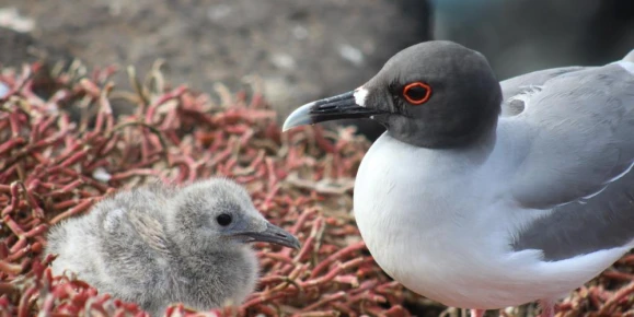 Swallow-tailed gull and baby chick - South Plaza Island, Galapagos, Ecuador
