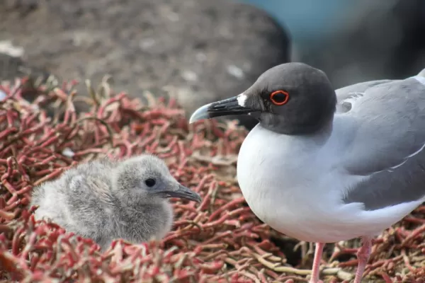 Swallow-tailed gull and baby chick - South Plaza Island, Galapagos, Ecuador