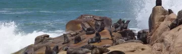 Sea lion colony in Cabo Polonio