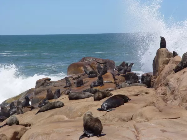 Sea lion colony in Cabo Polonio