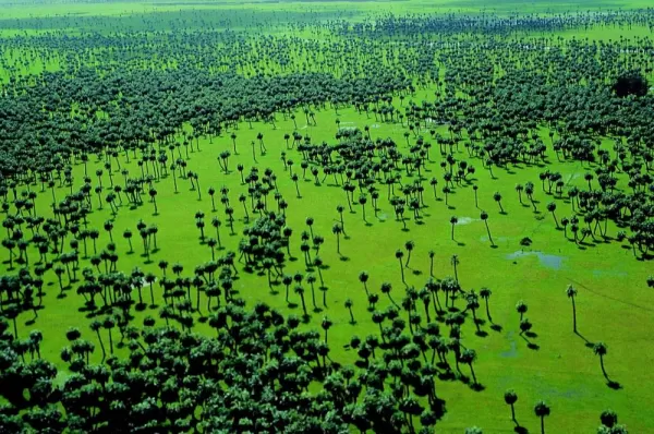 Trees of Laguna Negra