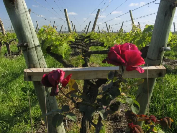 Flowers and grape vines at Bodega Juanico