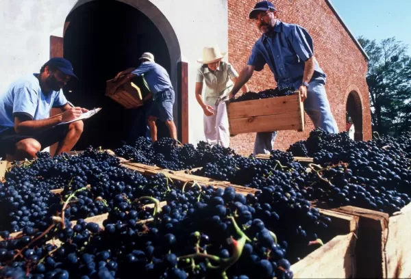 Collecting grapes at Bodega Juanico
