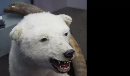 Taxidermied polar bear cub on a display in a museum in Oslo, Norway.