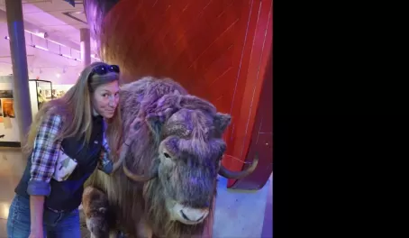 A traveler in front of a taxidermied Musk Ox and her two calves underneath a display of the exploration vessel, the Fram in a museum in Norway.