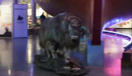 A taxidermy of a musk ox and her calves on display beneath the expedition ship Fram on a museum in Oslo, Norway.
